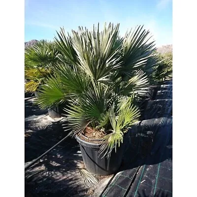 Chamaerops Humilis 'Compacta' 9.5 Litre Pot - Lovely Plant - 60-70cm Inc. Pot • £59.99