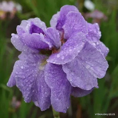 £4.99 • Buy  Siberian Iris - Hardy Perennial - Imperial Opal 1 X Bareroot
