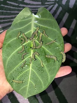 Calotropis Gigantea Giant Purple Milkweed 10 Seeds Easy To Grow Monarch Big Leaf • $4.99