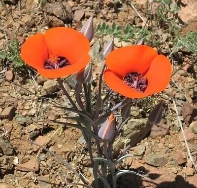  Desert Mariposa Lily Seeds (Calochortus Kennedyi) -20 Seeds- • $6.99