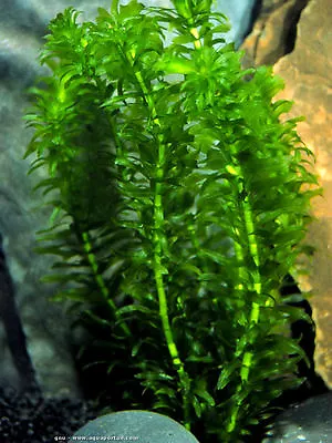 5 Elodea Densa Live Aquarium Aquatic Plant Tropical-cold Water Oxygenating Plant • £6.11