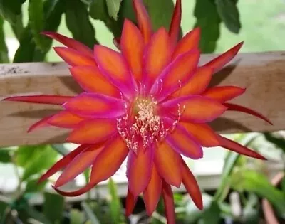 Cactus Orchid Epiphyllum Coral Dancer 2.5  Tall Pot Rooted Starter • $16