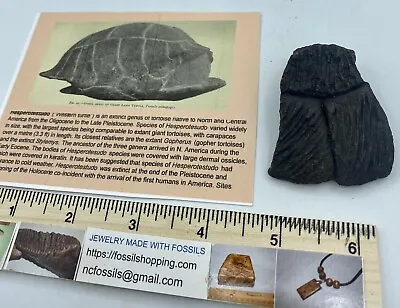 $14.95 • Buy Fossilized Turtle Shell Fragment From Florida, Pleistocene Epoch TS2