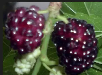 Red MULBERRY  Tree 15  Seeds • $9.99