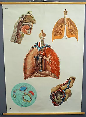 Vintage Mural Medical Poster Anatomical Wall Chart Respiratory Organ System • $215.99