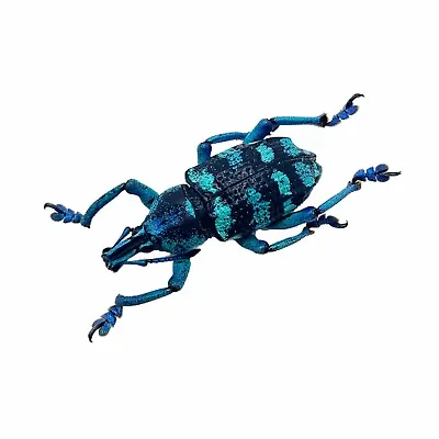 £8.99 • Buy Blue Banded Weevil Beetle (Eupholus Linnei) Insect Collector Specimen