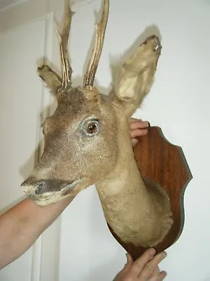 £119.99 • Buy A Taxidermy Doe Deer Head Mounted On A Wooden Shield