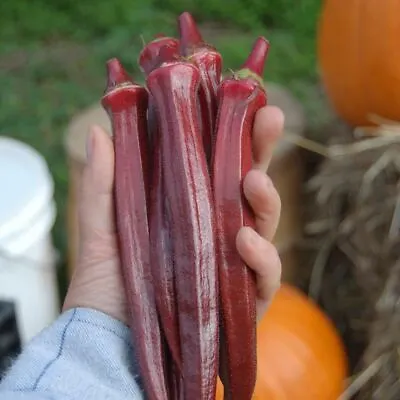 OKRA Red Burgundy 15 Seeds Spring Summer Vegetable Garden Easy Grow HOT Season • $4.99