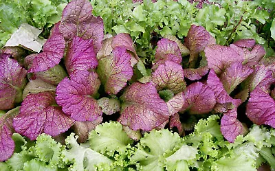 Giant Red Mustard 1000 Seeds Non-gmo Tracking On All Orders Over $16 • $3.25