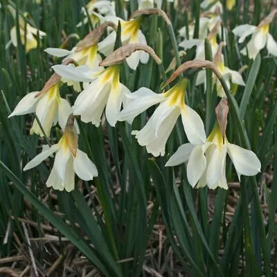 NARCISSUS MOSCHATUS - Lovely Species NODDING CREAMY WHITE FLOWERS Spring Flwg Sz • £6.50