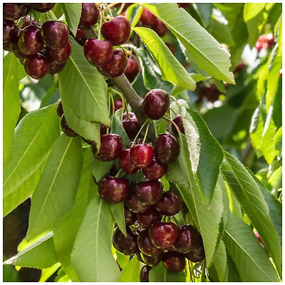 Dwarf Patio Stella Cherry Tree Self-Fertile & Ready To Fruit.Dark RedVery Tasty • £24.99