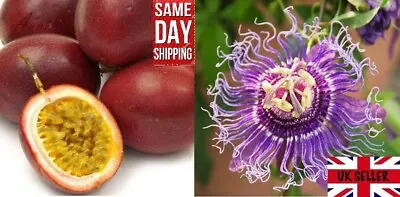 £3.49 • Buy Purple Passion Fruit (Passiflora Edulis) | 50+ Seeds | Same Day Dispatch.