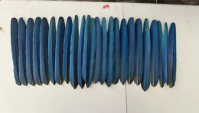 Macaw Blue & Gold Feathers. 24 Pcs • $300