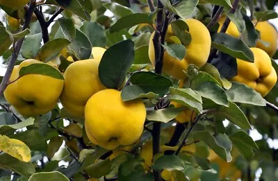 Patio Tall Quince Tree Cydonia Oblonga Flowering Garden Fruit In 4L Pot • £69.98