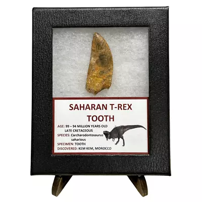 Saharan T-Rex Tooth • $165