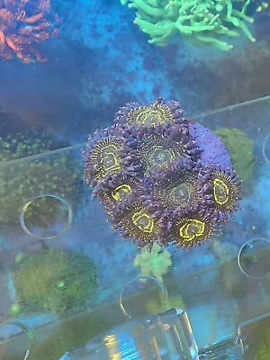 Stratosphere Zoa (Zoanthid) Coral - Rare - Preorder • £69
