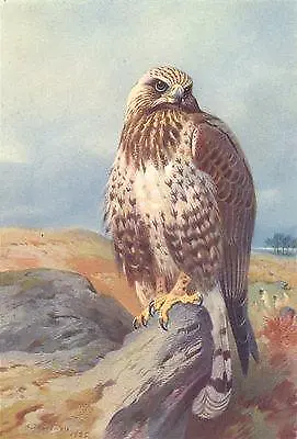 £8.99 • Buy BRITISH BIRDS: Golden Eagle. THORBURN; Vintage Print 1925