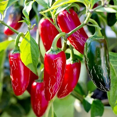 T&M Chilli Pepper Xalapa Edible Easy Home Grow Vegetable 3 Peat Free Plug Plants • £9.99