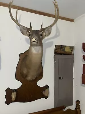 Whitetail Deer Head Shoulder Mount Taxidermy Cape Shed Antler Hunt Mule Hat Rack • $149
