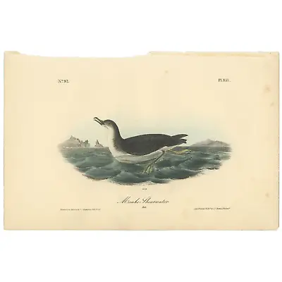 Audubon Birds Octavo 1st Ed 1840 H/c Lithograph Pl 457 Manks Shearwater • $25.35
