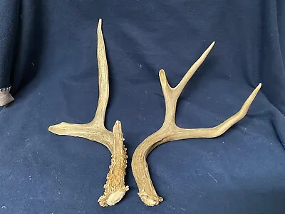 BROWN Mule Deer Shed Antlers Horns Elk Whitetail Dog Chew Toy Euro Mount • $27.99