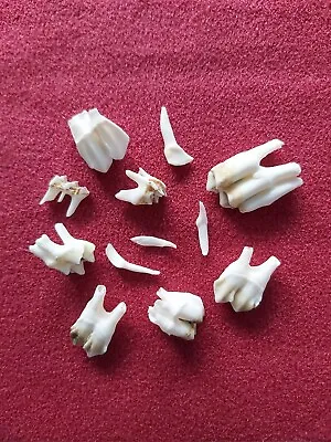 12 Real Assorted Fallow Deer Teeth Gothic Arts & Crafts Jewellery Making  • £17.99