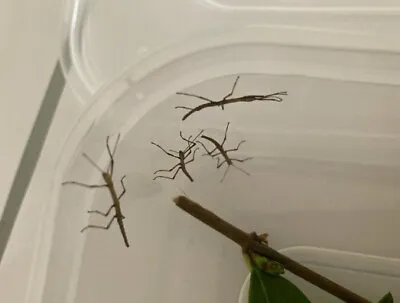 £4 • Buy 10 Indian Stick Insect Nymphs