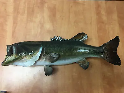 Vintage Real Skin Largemouth Bass Fish Mount Trophy Taxidermy 24  • $219.99