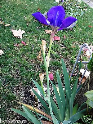 $9.95 • Buy Free Post Aust Black,blue,purple,white,yellow Bearded Iris Seed Poor Mans Orchid