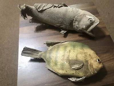 Very Old Real Skin Bass/Perch Mount Fish Taxidermy Cottage Cabin Decor Mancave • $150