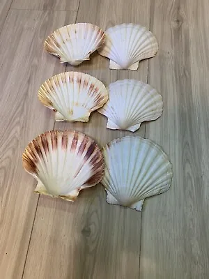 $15 • Buy Large Scallop Shells For Baking, 4-5 Inches Seashells For Crafting, Natural