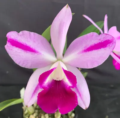 $90 • Buy RON Cattleya Orchid Special Quality Div C. Mona Pink 'Hiromi' AM/AOC (B204)