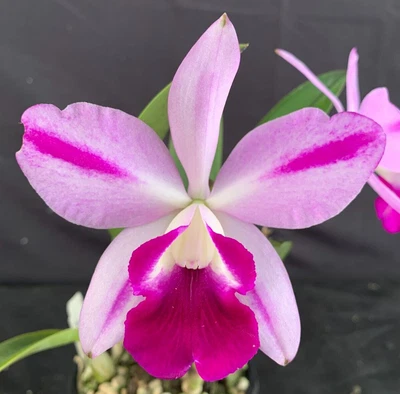$90 • Buy RON Cattleya Orchid Special Quality Div C. Mona Pink 'Hiromi' AM/AOC (B204)