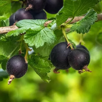 Josta Berry 'Ribes Nidigrolaria'  In 9cm Pot Heavy Copping Berries • £9.99