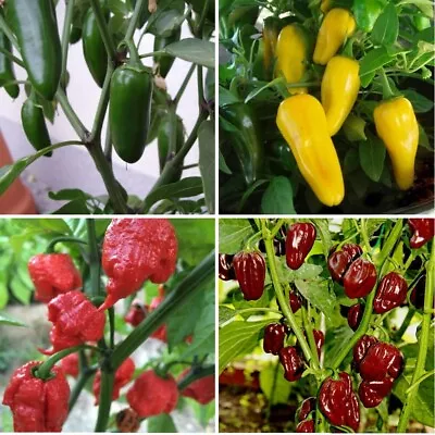 3x Pepper Choose From 11 Varieties Plug Plants Chili - End Of April • £10.99