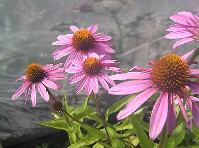 Echinacea Purpurea 'Magnus' - 1 Plant - Free Postage On Orders Of £15 • £5