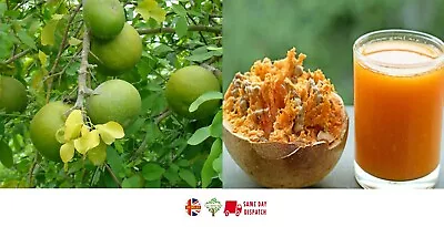 Wood Apple (Aegle Marmelos) 20+ Seeds | Bengal Quince Bael  Same Day Dispatch • £4.99