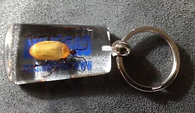 Keychain Real Beetle Inside Insect Taxidermy By Carolina • $20