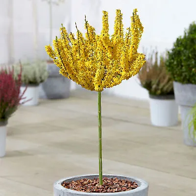 Forsythia Nimbus Tree | Potted Shop Off Sugar Baby Deciduous Ornamental Trees • £32.99