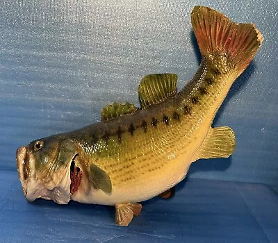 Largemouth Bass Professional Taxidermy Wall Skin Mount 8 Lbs / 22.5” Inches • $99