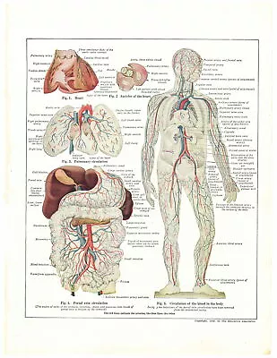 1927 Library Atlas Vintage Pages - Circulation Of The Body On One Side • $3.48