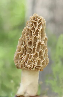 YELLOW MOREL Mushroom Spores/ Spawn Mycelium (on Dried Seeds) • $9