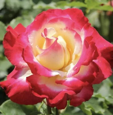 Double Delight Rose Bush Live Starter Plant HYBRID T!  Bare Root!!! • $29.99