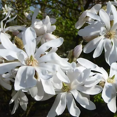 Magnolia Stellata X 2 Plants In 9cm Pots - Starry Magnoliacea - Spring Flowering • £16.99