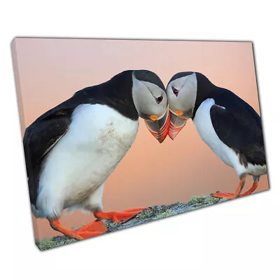 Atlantic Puffin Fratercula Arctica Norway Wild Animal Photography Print Canvas • £9.70