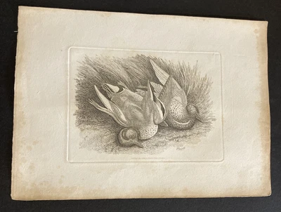 £9.99 • Buy Etching By Samuel Howitt BIRDS