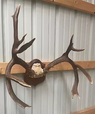 Huge Blacktail Sitka Mule Deer Whitetail Mount Taxidermy Non-Typical • $200