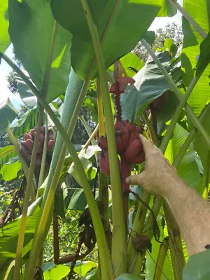 Musa Velutina GIANT FORM Seeds - (Not-So-Dwarf) Pink Banana • $9.99