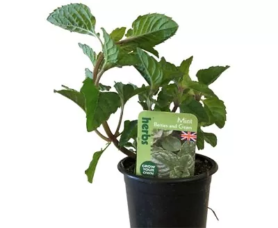 Mint Berries And Cream - Aromatic Flowering Herb Plant 9cm Pots • £6