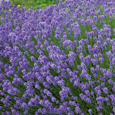 Lavender 'Hidcote Blue' Medium Plug Plants X 4. Aromatic Purple Flowers • £9.95